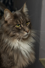 Closed up of domestic adorable black grey Maine Coon kitten, young peaceful cat in sunshine day