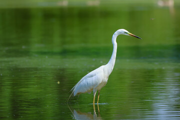Heron hunting and fishing in lakes, rivers and ponds in Italy