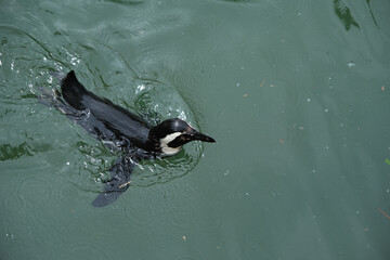 African penguin (Spheniscus demersus), also known as Cape penguin, swimming in the water.