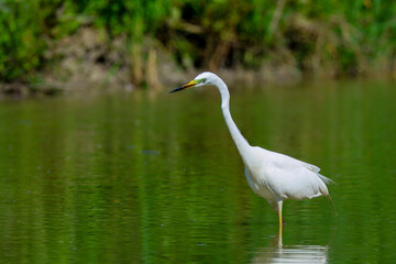 Heron hunting and fishing in lakes, rivers and ponds in Italy