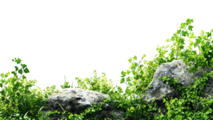 Lush greenery cascading over rocks