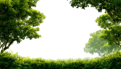 Lush green forest frame