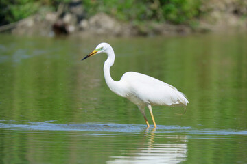 Heron hunting and fishing in lakes, rivers and ponds in Italy