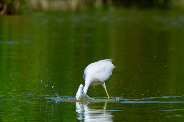 Heron hunting and fishing in lakes, rivers and ponds in Italy