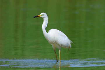 Heron hunting and fishing in lakes, rivers and ponds in Italy