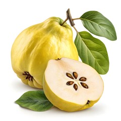 Chaenomeles Japonica Wild Quince Vibrant Rustic Jewel with Bold Autumn Tones and Natural Heritage Charm on Bright White Background Perfect for Seasonal Harvest and Artistic Still Life