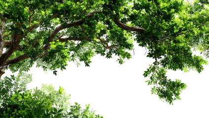 Lush green foliage canopy