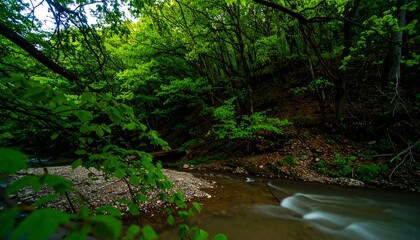 Lush forest stream