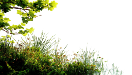 Lush greenery with trees
