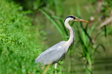 Heron hunting and fishing in lakes, rivers and ponds in Italy
