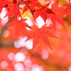 Fototapeta premium Vibrant red maple leaves, autumnal bokeh background