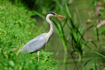Heron hunting and fishing in lakes, rivers and ponds in Italy