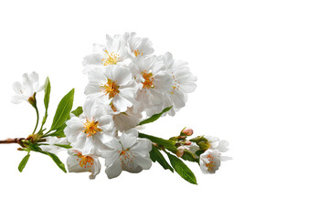 Fototapeta premium Close-up of blossoming white flowers on a branch
