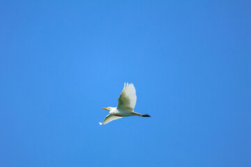 Heron hunting and fishing in lakes, rivers and ponds in Italy