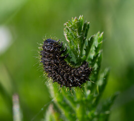 Tansy leaf beetle larva feeding on a green plant in a natural habitat during spring