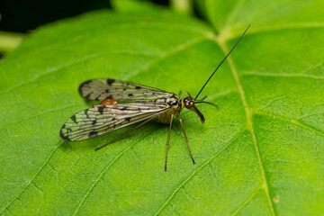 Common scorpionfly resting on green leaf showcasing unique wing patterns and elongated body structure in natural habitat