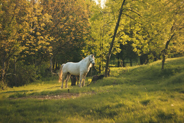 Beautiful white horse in a meadow on a sunny spring day