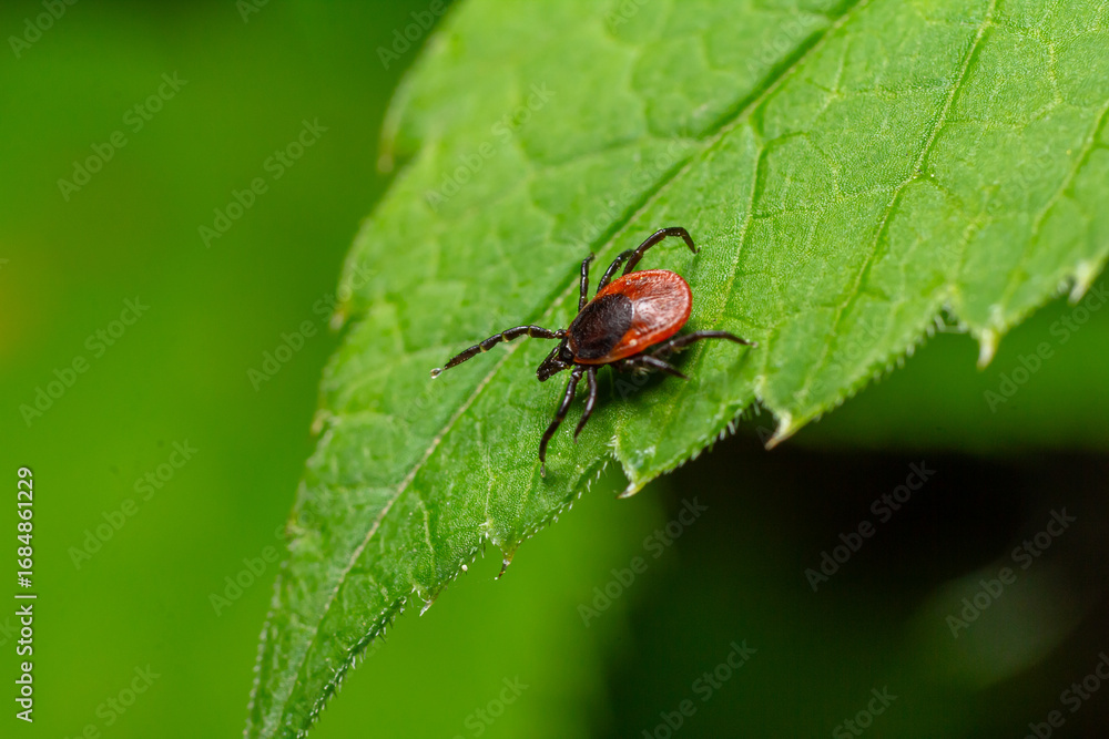 Poster close-up view of a tick on a green leaf in a natural environment during daytime showing its detailed