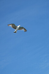 A seagull flying in the blue sky