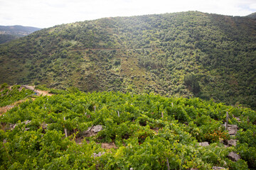 Panoramic views of the vineyards of the Sil Canyon in the Ribeira Sacra (Galicia, Spain). Examples of heroic viticulture.