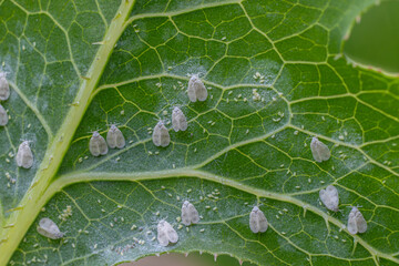 Close-up view of Aleyrodidae sp. whitefly on a leaf highlighting pest infestation impact on plant...