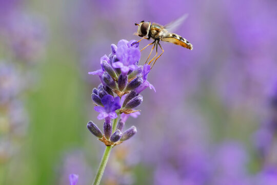 Hoverfly landing on blooming lavender