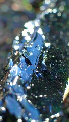 Close-up of a dark, glossy surface with iridescent blue and black patterns