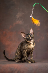 A kitten of the oriental breed of tortoiseshell color. Kitten actively plays with a toy made of feathers
