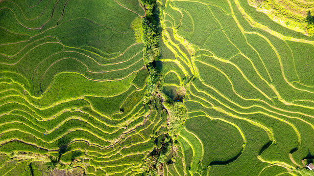 Aerial view of vibrant green rice terraces cascade down the hillsides, bisected by a narrow strip of lush trees, creating a mesmerizing pattern, Soppeng, Sulawesi Selatan, Indonesia.