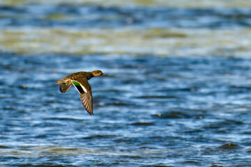 Weibliche Krickente im Flug im Herbst an der Ostsee	