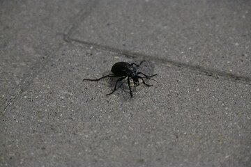 Close-up of a Black Beetle on the Pavement
