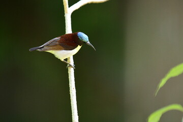 This image captures a vibrant male Purple-rumped Sunbird perched on a slender branch, showcasing its striking iridescent blue-green crown, maroon body.