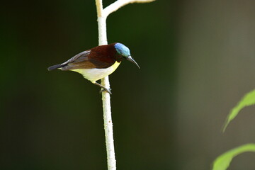 This image captures a vibrant male Purple-rumped Sunbird perched on a slender branch, showcasing its striking iridescent blue-green crown, maroon body.