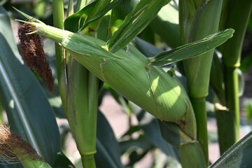 Beautiful Large Corn Cobs Growing in the Field
