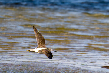 Grünschenkel im Herbst an der Ostsee	