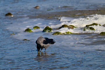 Nebelkrähe bei der Futtersuche an der Ostsee