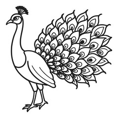 Elegant black and white line drawing of a peacock displaying its magnificent tail feathers vector
