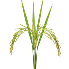 Obraz premium Closeup of a Rice Plant with Green Stalks and Grains on a White Background