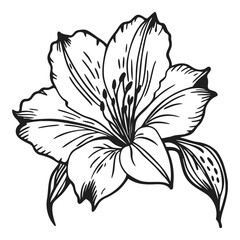 Detailed line drawing of a blooming alstroemeria flower isolated on a for artistic design vector