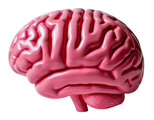 pink plastic model of human brain isolated on transparent background in png format