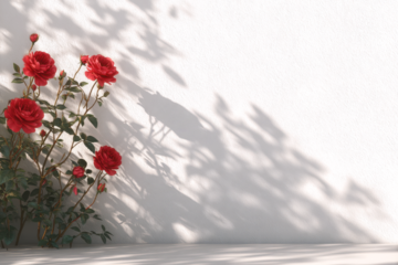 realistic natural rose flower shadow on white wall background, Summer sunlight plants shadow overlay effect, shadow for photo interior backdrop studio mockup