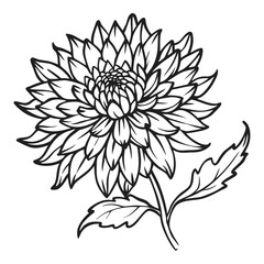 Detailed line art of a blooming aster flower with stem and leaves hand drawn style floral element vector