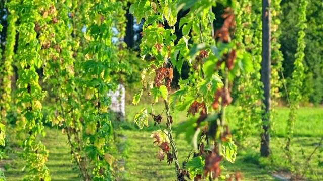 Green Hop Bine with Ripe Flowers Growing Up Trellises made of Support Wire and String