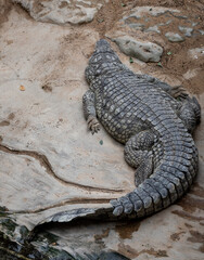 Close up of an alligator