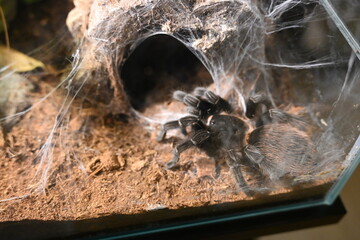 Tarantula Spider in a Terrarium
