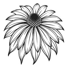 Detailed black and white line art drawing of a beautiful echinacea flower bloom for natural health and botanical art vector