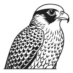 Fototapeta premium Majestic falcon portrait detailed feather texture close up wildlife bird of prey side profile vector