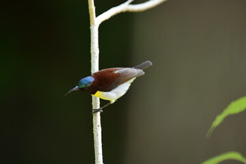 This image captures a vibrant male Purple-rumped Sunbird perched on a slender branch, showcasing its striking iridescent blue-green crown, maroon body.