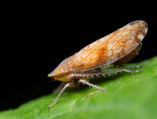 Close-up of orange-brown leafhopper on green leaf, detailed macro photography, nature's beauty
