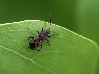Close-up of dark bug on green leaf, detailed macro photography, nature's intricacies